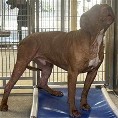 Rusty - Pit Bull Terrier