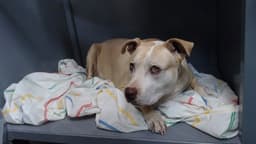 Roxy image 1
