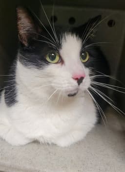 Mochi image 1