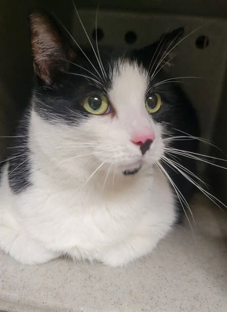 Mochi - Domestic Short Hair