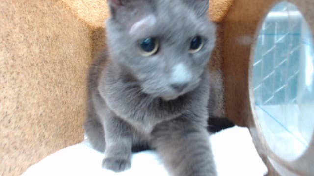 Musi - Domestic Short Hair