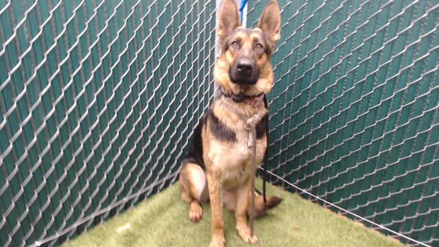 Posey - German Shepherd Dog