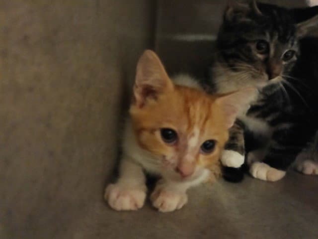 Rayna - Domestic Short Hair