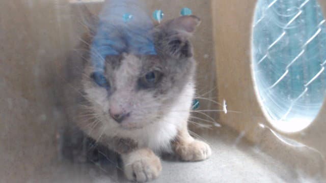 Chispita - Domestic Short Hair