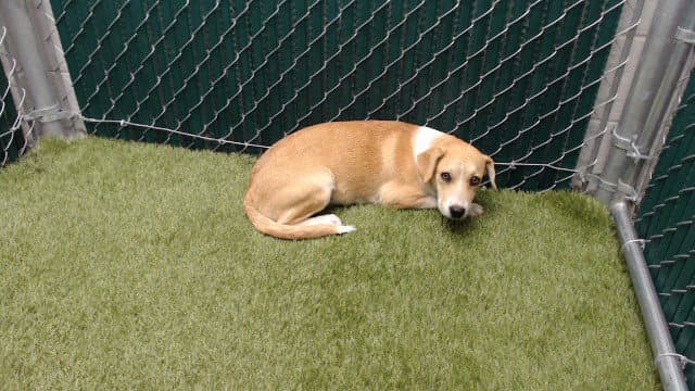 Mona - Pit Bull Terrier
