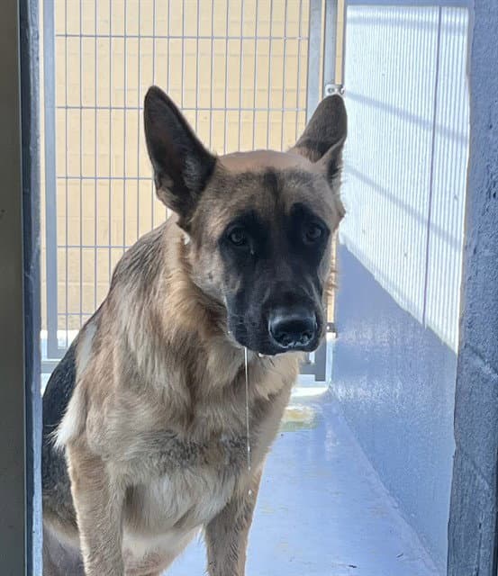 Chumly - German Shepherd Dog