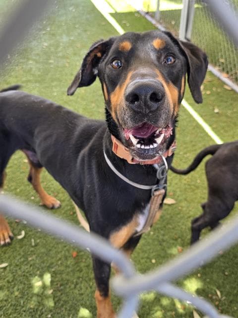 Curry - Doberman Pinscher