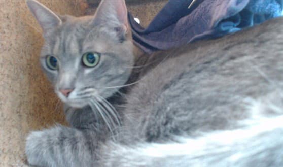 Cleo - Domestic Long Hair