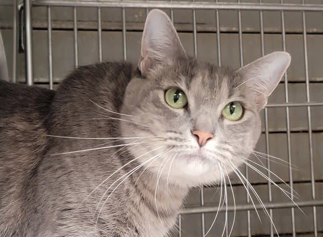 Cleo - Domestic Long Hair