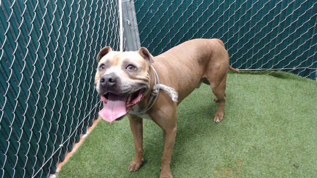 Bronze - Pit Bull Terrier