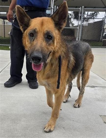 Dan - German Shepherd Dog