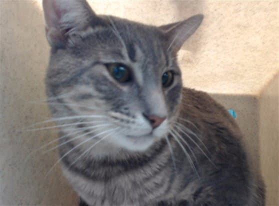 Ollie - Domestic Short Hair