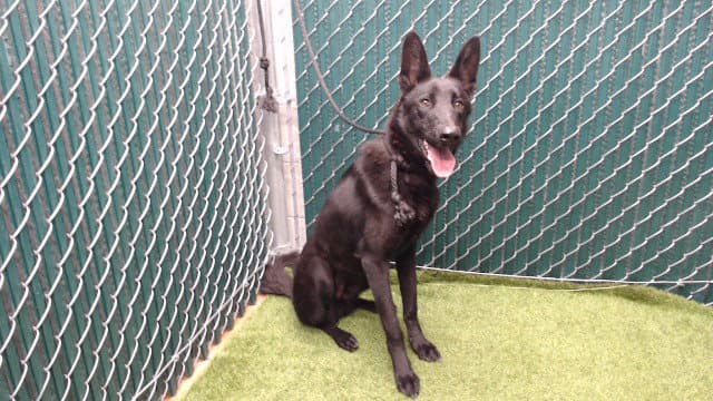 Draco - German Shepherd Dog