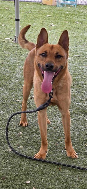 Irwin - German Shepherd Dog