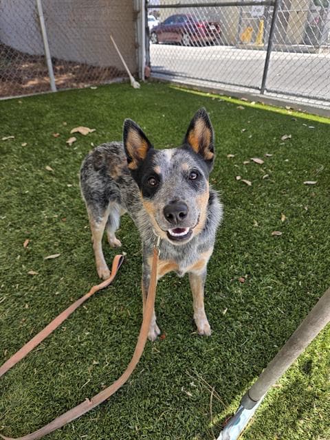 Rascal - Australian Cattle Dog/Blue Heeler