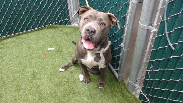 Dolly - Pit Bull Terrier