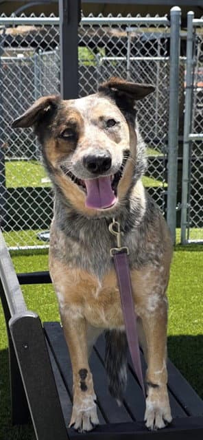 Xena - Australian Cattle Dog/Blue Heeler