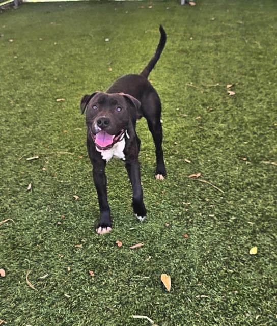Sid - Pit Bull Terrier