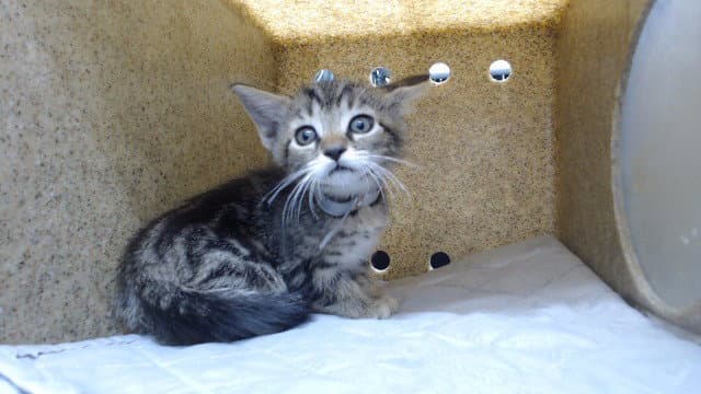 Unknown - Domestic Short Hair