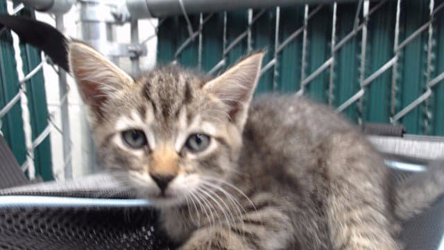 Unknown - Domestic Short Hair