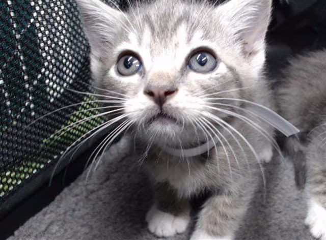 Unknown - Domestic Short Hair