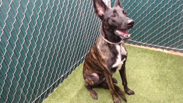 Lula - Belgian Shepherd Malinois