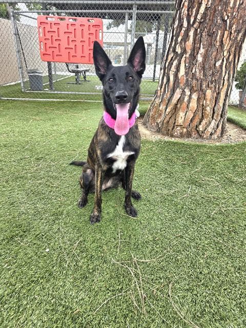 Lula - Belgian Shepherd Malinois