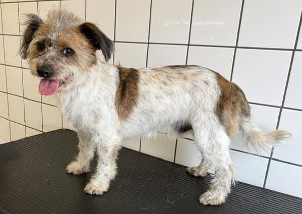 Boy - Terrier