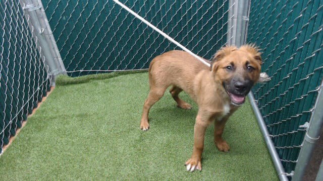 Hunter - German Shepherd Dog