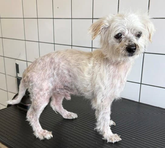 Fonsi - Poodle (Miniature)