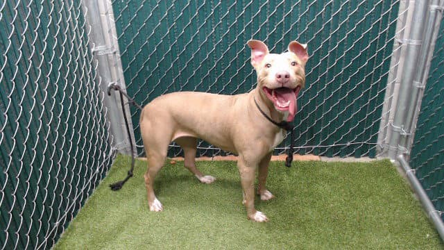 Nova - Pit Bull Terrier