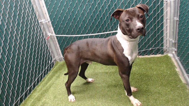 Edward - Pit Bull Terrier