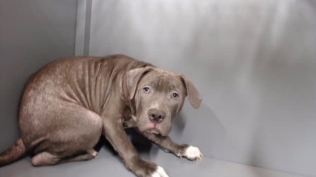 Drake - Pit Bull Terrier