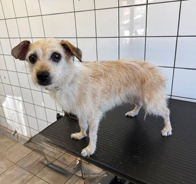 Strawberry - Terrier