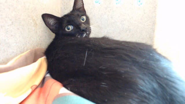 Plum - Domestic Short Hair
