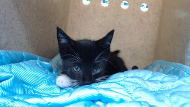 Darry - Domestic Short Hair