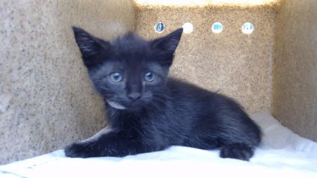 Ponyboy - Domestic Short Hair