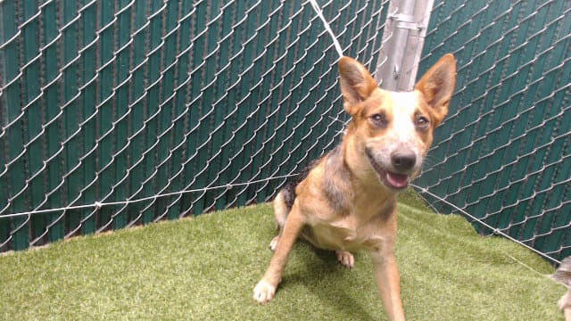 Snickers - Australian Cattle Dog/Blue Heeler