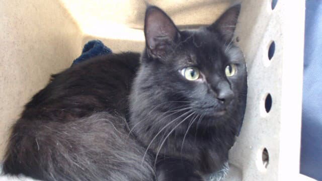 Salem - Domestic Short Hair