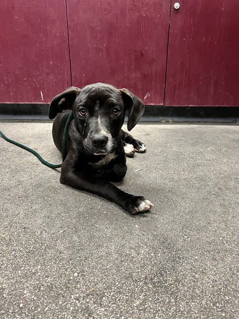 Unknown - Labrador Retriever