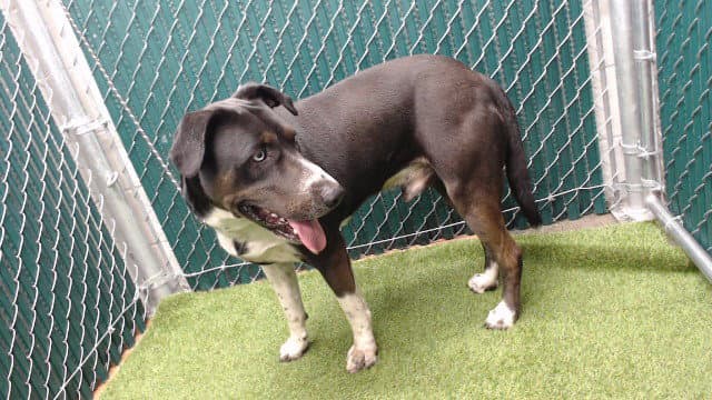 Gavin - Pit Bull Terrier