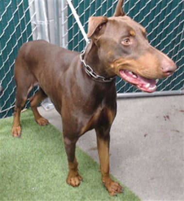 Cash - Doberman Pinscher