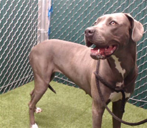 Jenn - Pit Bull Terrier