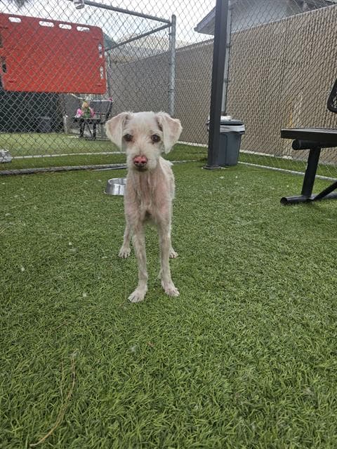 Domino - Poodle (Miniature)