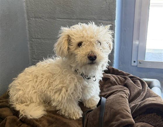 Buddy - Maltese