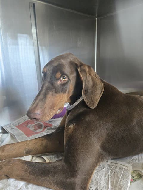 Cubby - Doberman Pinscher
