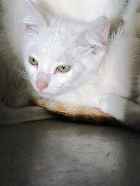 Johnny - Domestic Short Hair