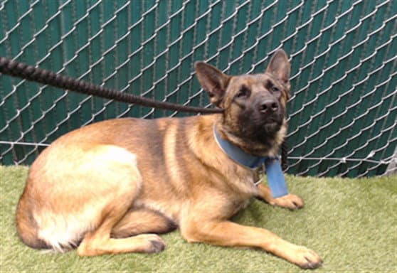 Boo-Boo - Belgian Shepherd Malinois