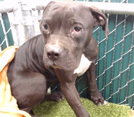 Bam Bam - Pit Bull Terrier