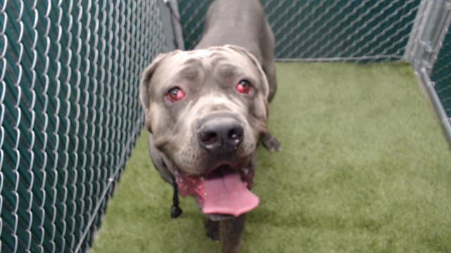 Loki - Cane Corso Mastiff